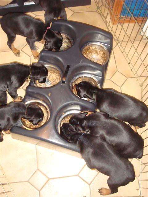 portee de dobermann à table